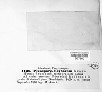 Stemphylium vesicarium image
